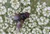 Pollenia sp.